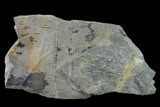 Pennsylvanian Horsetail (Calamites) Fossil - Kentucky #137715-1